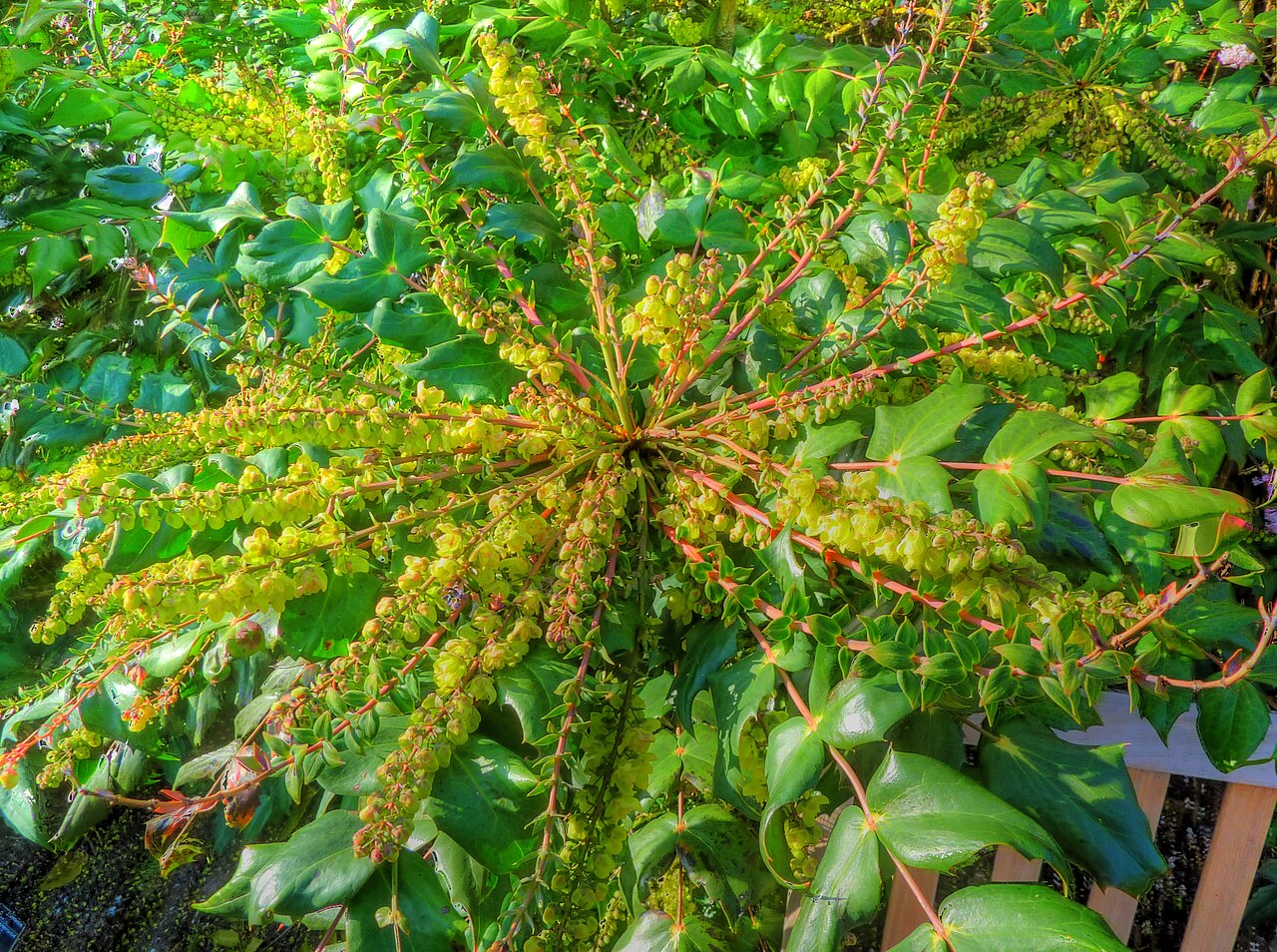 Berberis japonica: Taken in the Cambridge University Botanic Garden .
