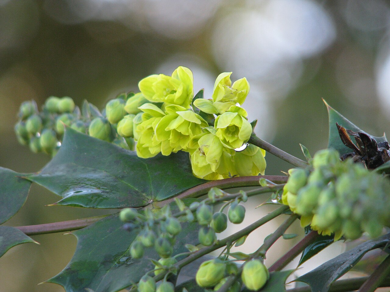 Berberis japonica: Mahonia japonica