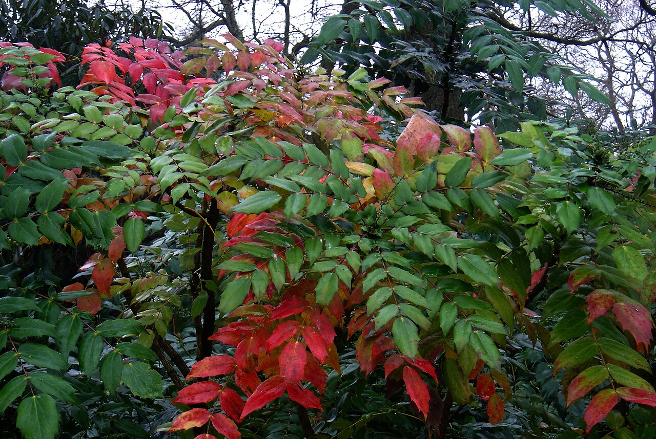 Berberis japonica: Another perhaps too familiar garden shrub that deserves some attention being drawn to it. The red foliage this winter is especially strong and sets off the yell