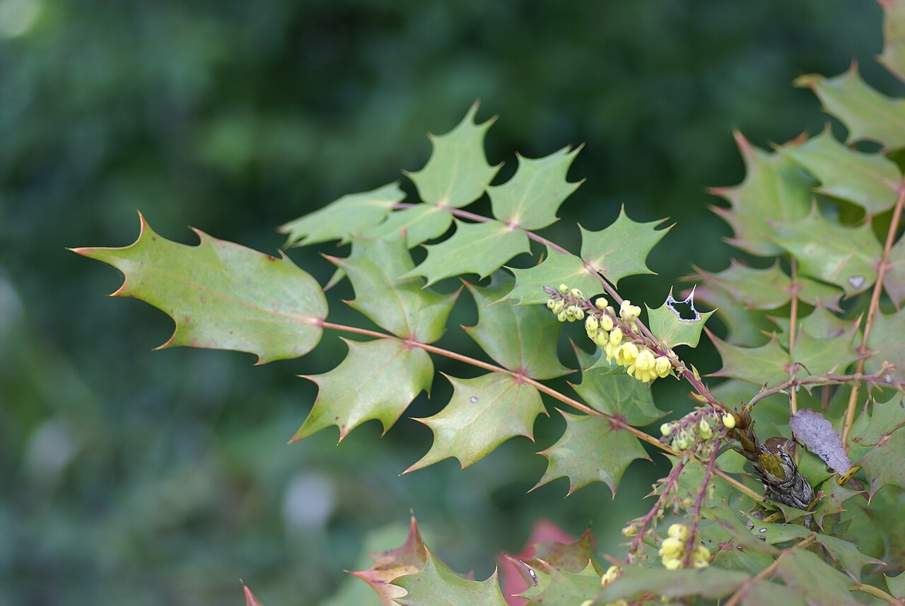 Berberis japonica: Plant species Mahonia japonica in Jindai Botanical Garden in Tokyo