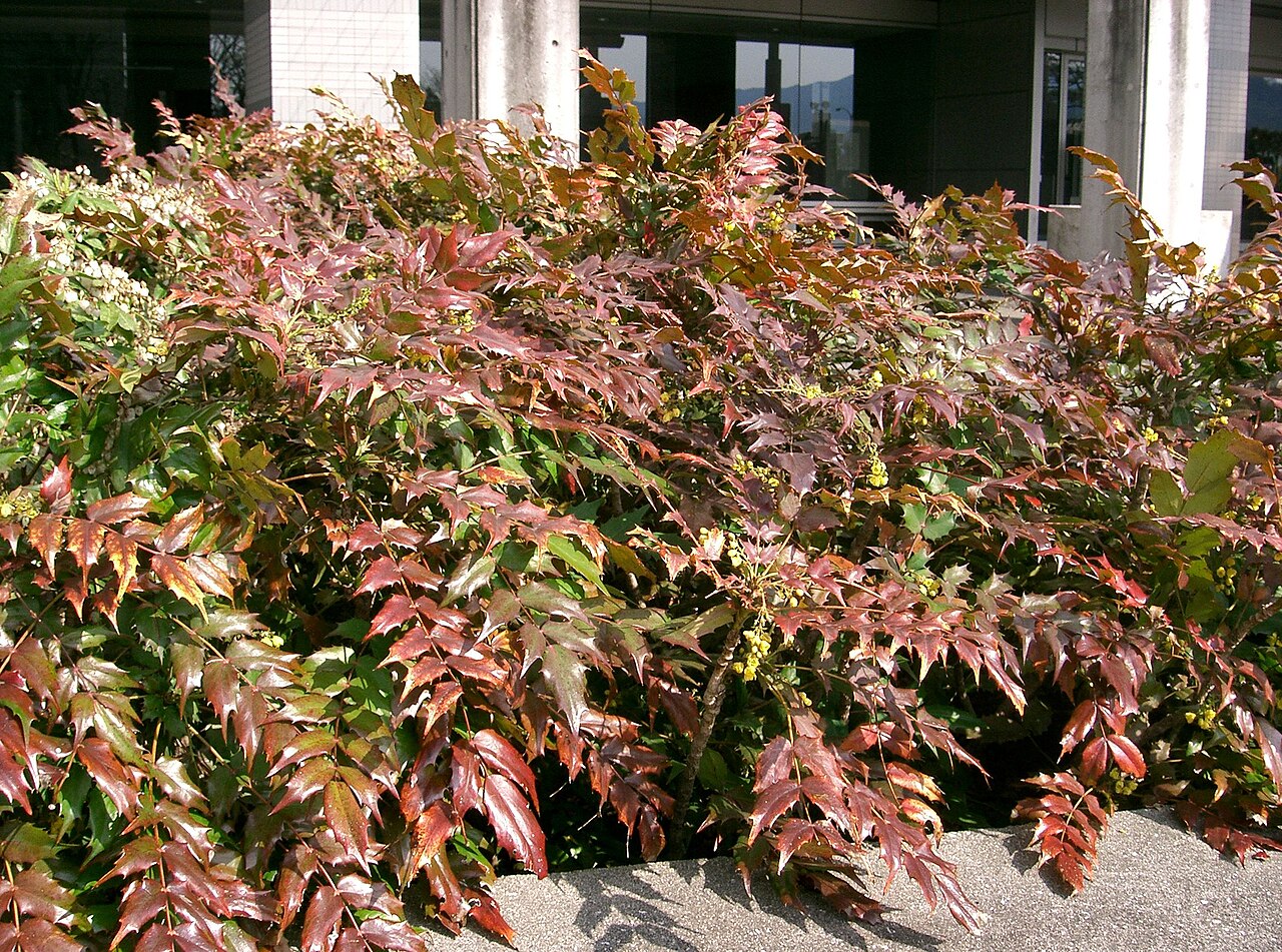 Berberis japonica: Mahonia japonica