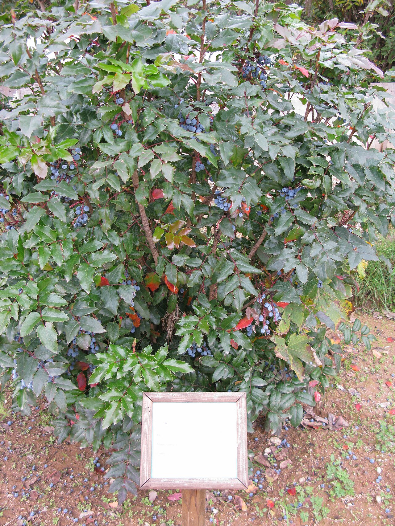 Berberis japonica: Villa Vittoria - Mongiana