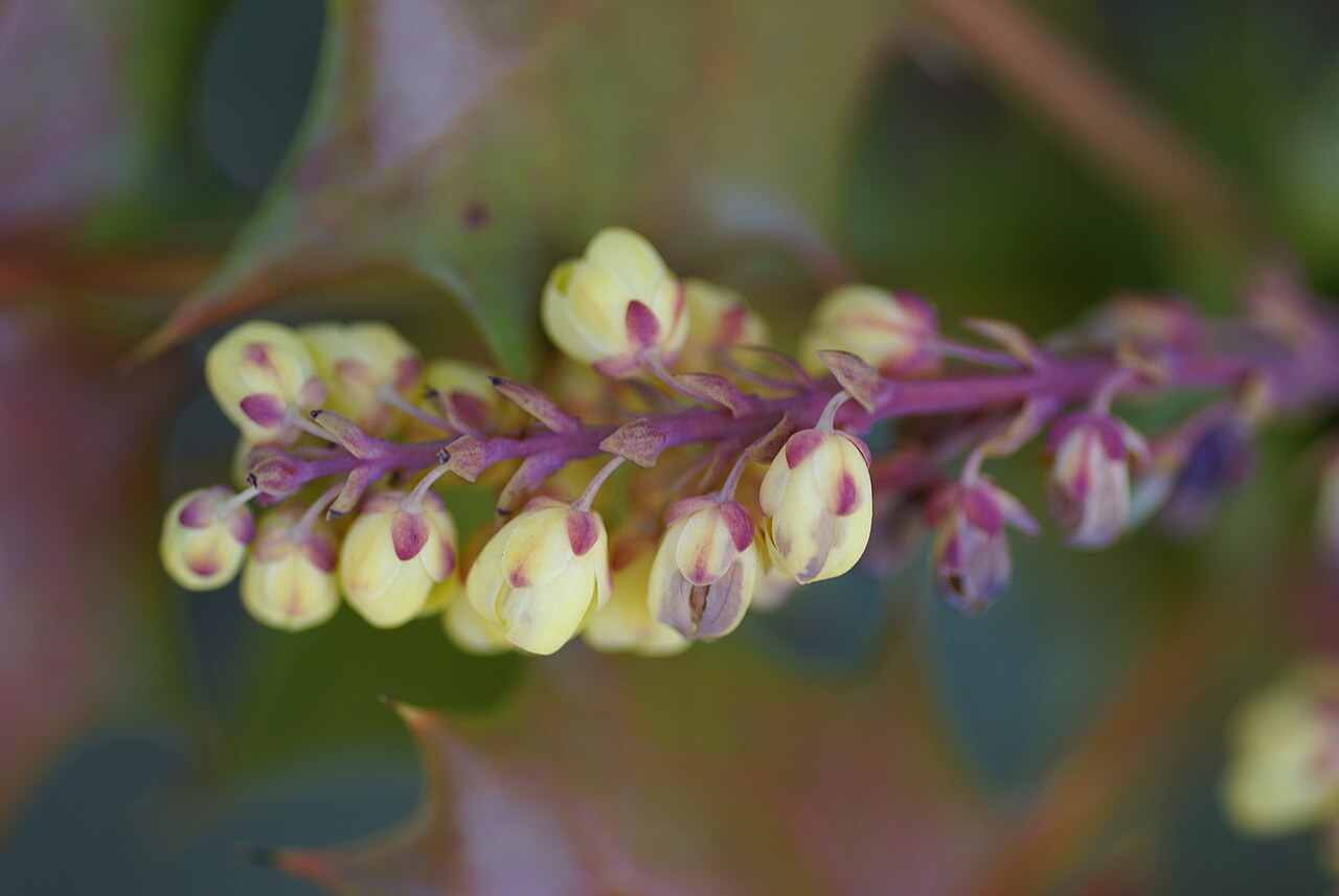 Berberis japonica: Plant species Mahonia japonica in Jindai Botanical Garden in Tokyo