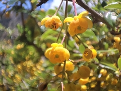 Berberis jelskiana (Berberis jelskiana)
