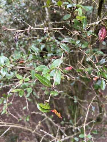 Berberis kawakamii (Berberis kawakamii)