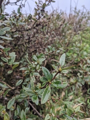 Berberis kawakamii (Berberis kawakamii)