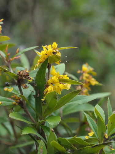 Berberis kawakamii (Berberis kawakamii)