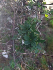 Berberis kawakamii (Berberis kawakamii)