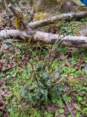 Berberis kawakamii (Berberis kawakamii)