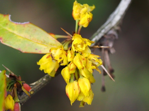 Berberis kawakamii (Berberis kawakamii)