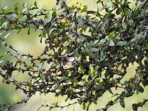 Berberis kawakamii (Berberis kawakamii)