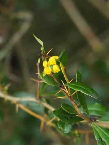 Berberis kawakamii (Berberis kawakamii)