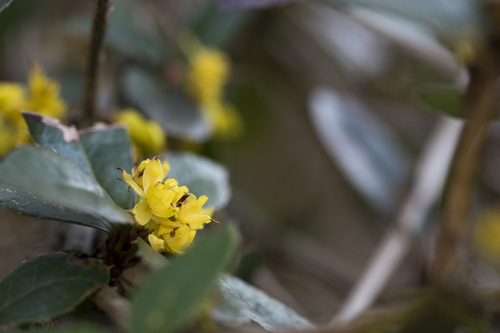 Berberis kawakamii (Berberis kawakamii)