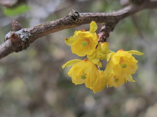 Berberis kawakamii (Berberis kawakamii)