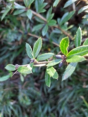 Berberis kawakamii (Berberis kawakamii)