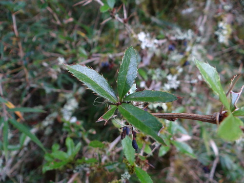Berberis kawakamii (Berberis kawakamii)