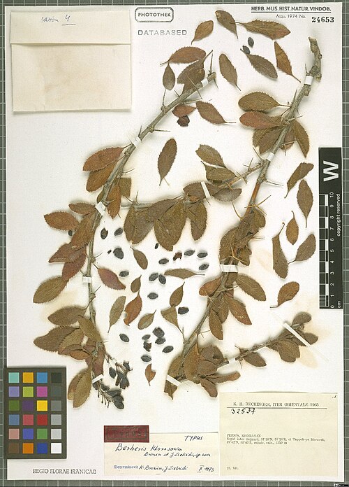 Berberis khorasanica: Berberis khorasanica — Herbarium specimen from Persia, Khorasan, Sepid inter Bojnurd 37°28'N 57°20'E, et Tappeh-ye Moraveh, 37°52'N 55°40'E, 1350 m., Iran. Coll