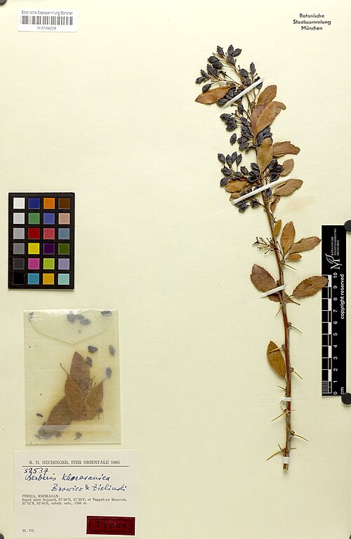 Berberis khorasanica: Berberis khorasanica — Herbarium specimen from Persia, Khorasan, Sepid inter Bujnurd, 37°28'N, 57°20'E, et Tappeh-ye Moraveh, 37°52'N, 55°40'E, Iran. Collected