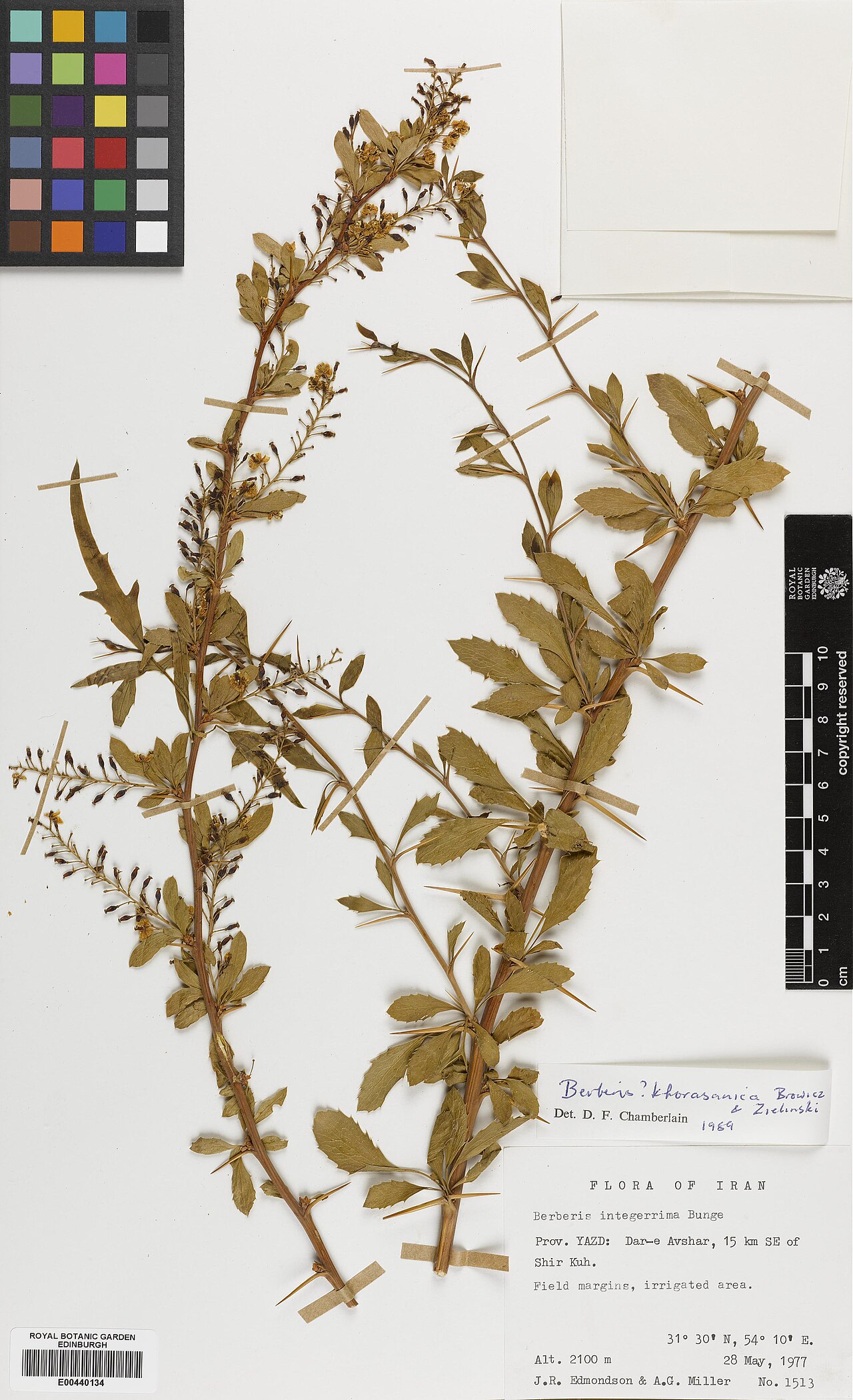 Berberis khorasanica: Berberis khorasanica — Herbarium specimen from Yazd, Dar-e Avshar, 15 km SE of Shir Kuh, Iran. Collected by Edmondson, John Richard & Miller, Anthony George (19