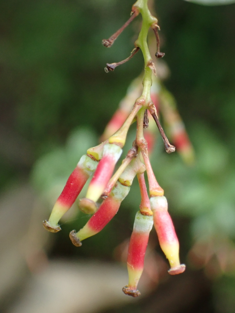 Berberis koehneana (Berberis koehneana)