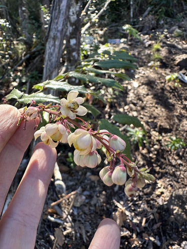 Berberis lanceolata (Berberis lanceolata)
