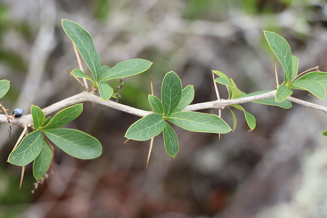 Berberis laurina: Picture of Berberis laurina from iNaturalist.