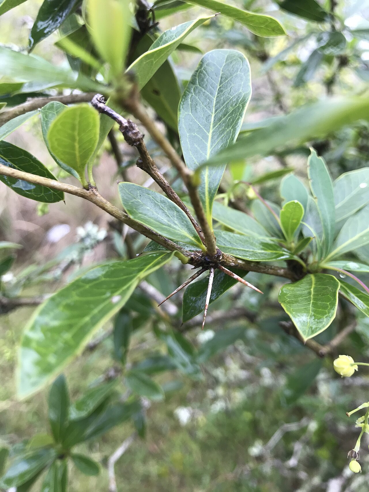 Berberis laurina: Picture of Berberis laurina from iNaturalist.