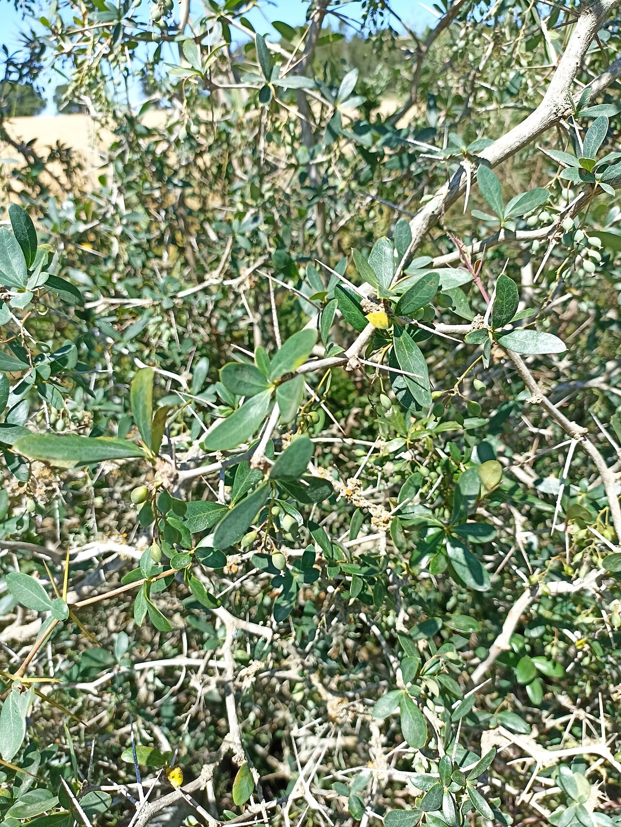 Berberis laurina: Picture of Berberis laurina from iNaturalist.