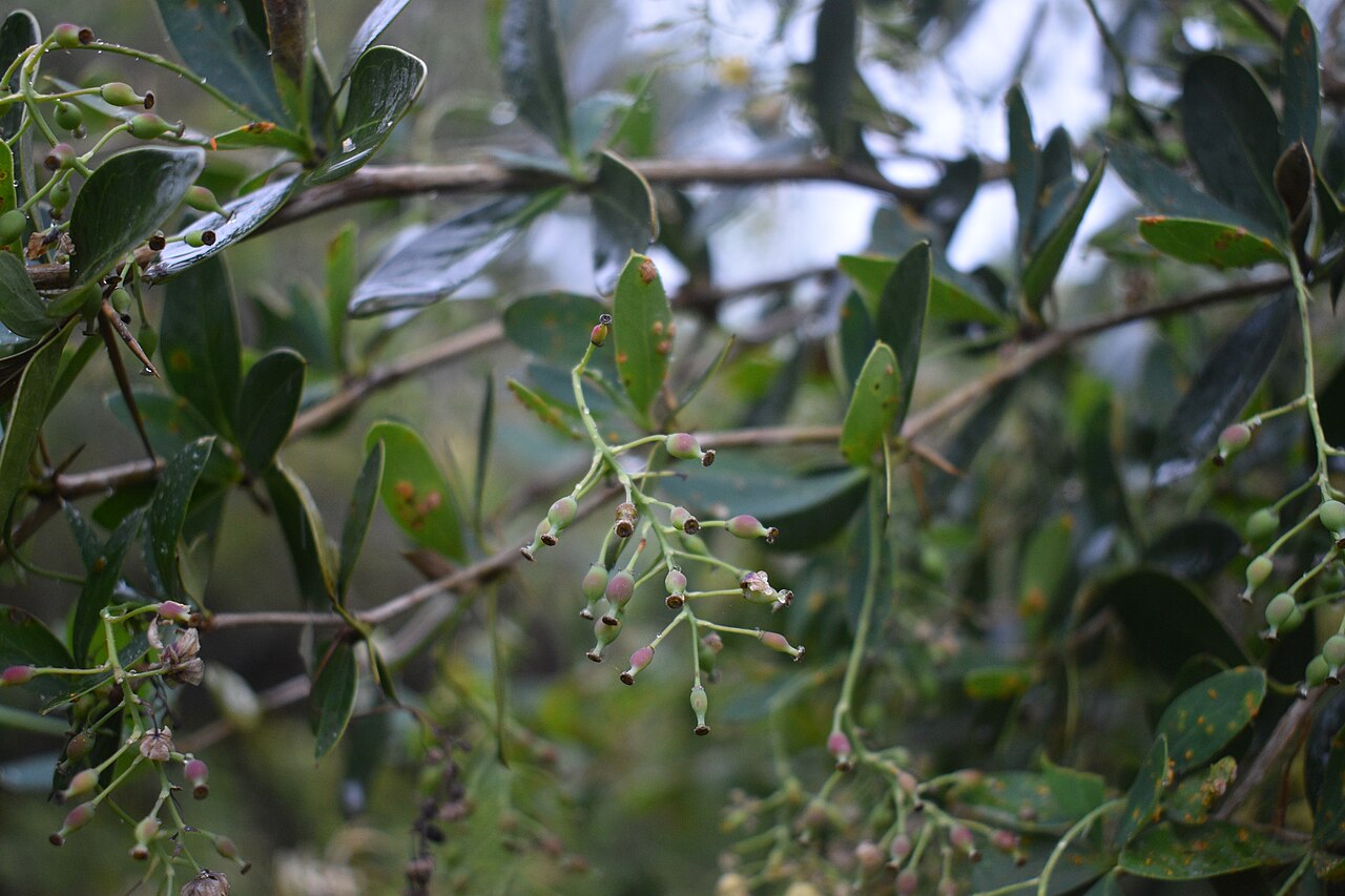 Berberis laurina: Berberis laurina