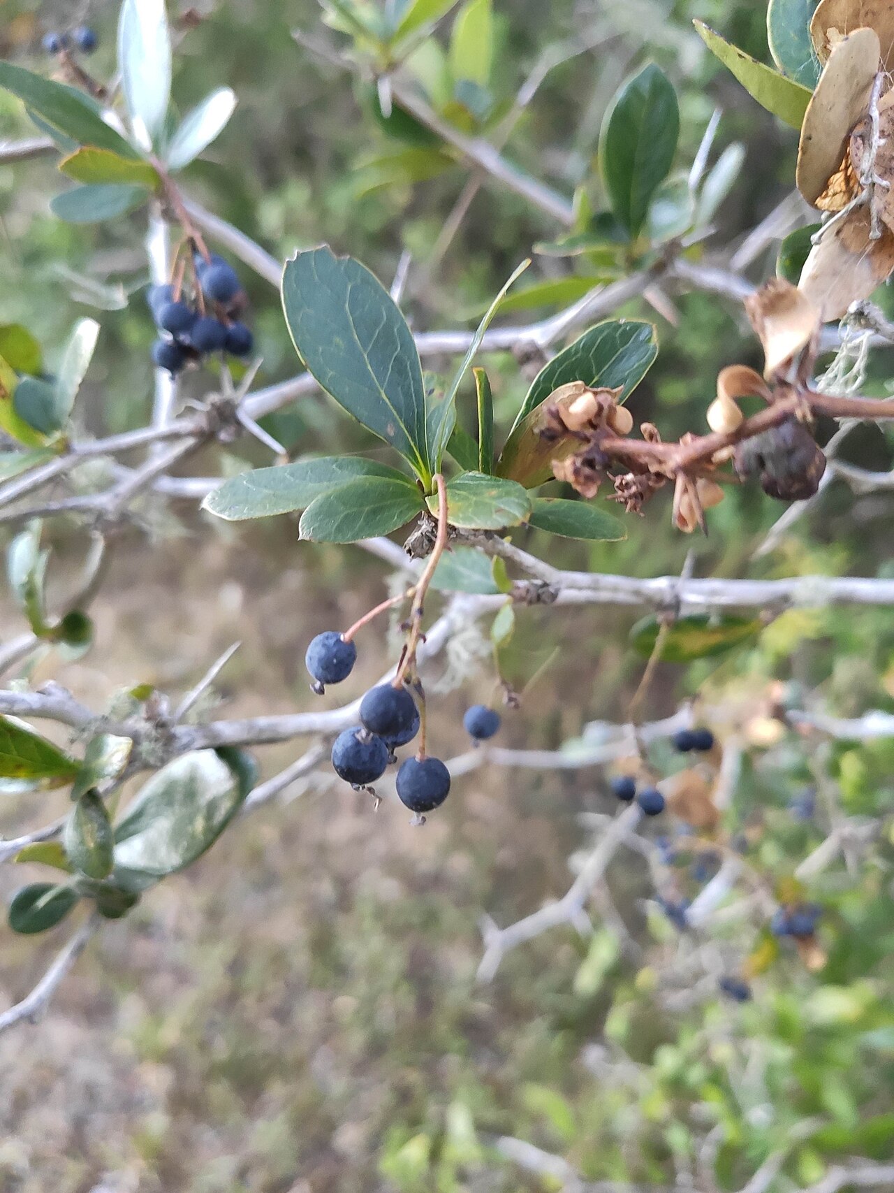 Berberis laurina: Picture of Berberis laurina from iNaturalist.
