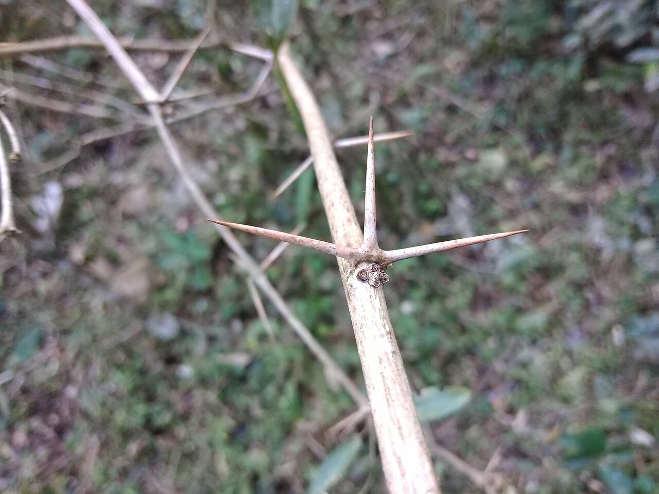 Berberis laurina: Picture of Berberis laurina from iNaturalist.