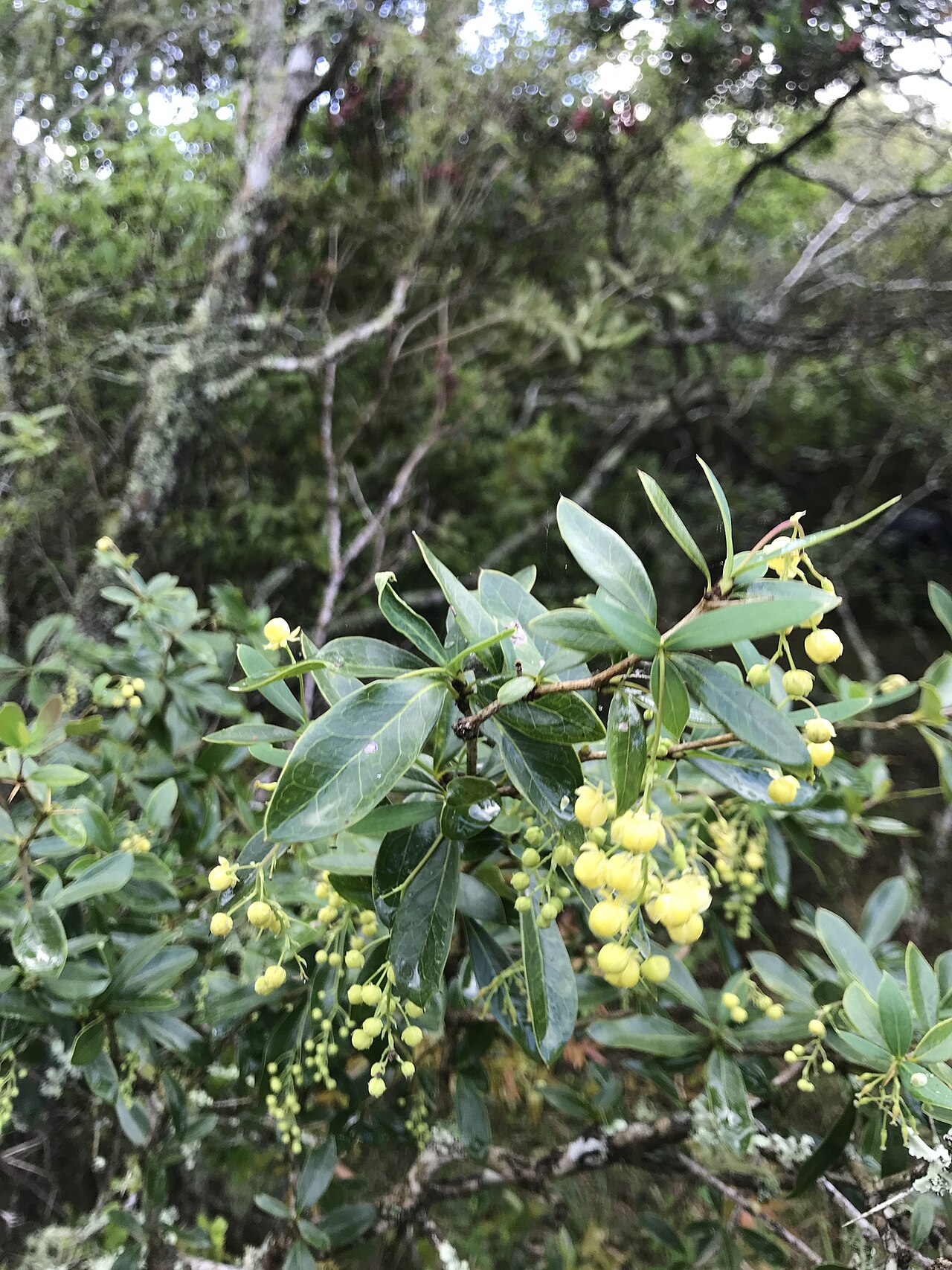 Berberis laurina: Picture of Berberis laurina from iNaturalist.