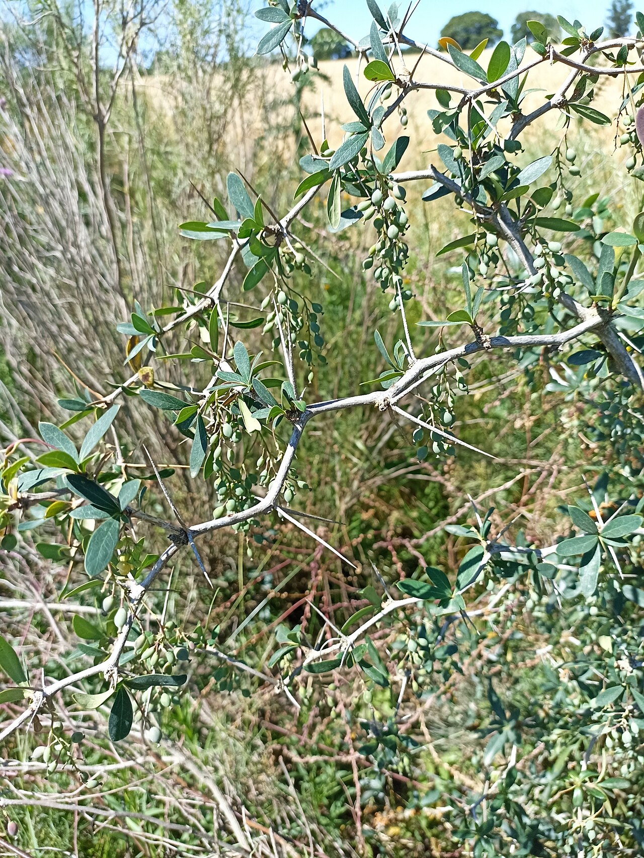 Berberis laurina: Picture of Berberis laurina from iNaturalist.