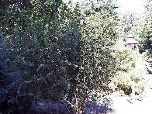 Berberis leptoclada: Location taken: The United States National Arboretum, Washington DC. Names: Berberis leptoclada Diels Classification: Plantae > Magnoliophyta > Magnoliopsida > 