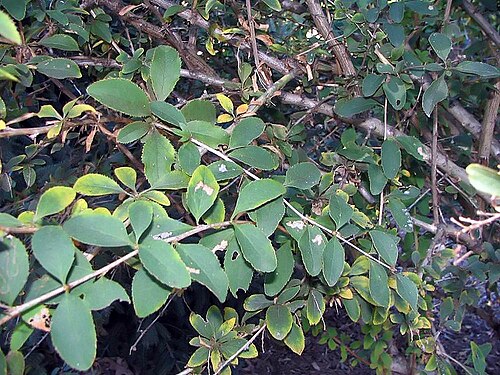 Berberis leptoclada: Location taken: The United States National Arboretum, Washington DC. Names: Berberis leptoclada Diels Classification: Plantae > Magnoliophyta > Magnoliopsida > 