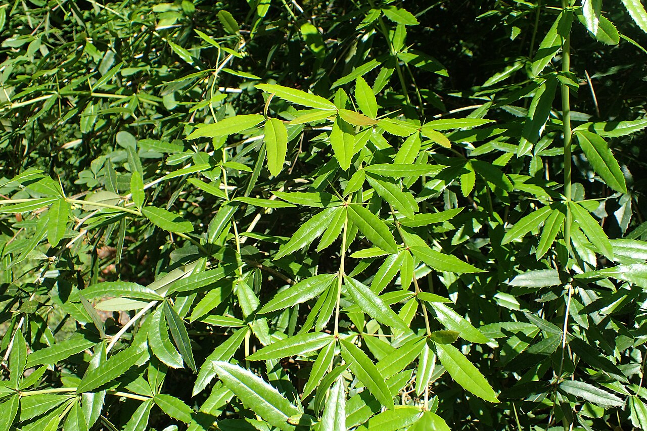 Berberis levis: Berberis levis in botanical garden in Batumi