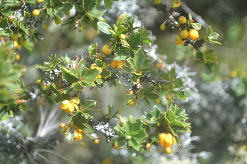 Berberis lutea (Berberis lutea)