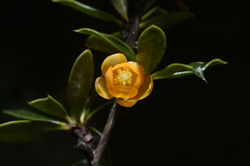 Berberis lutea (Berberis lutea)