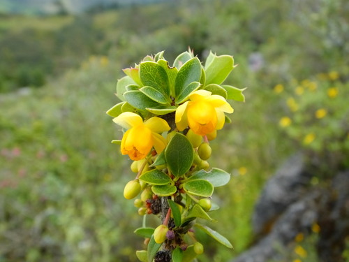 Berberis lutea (Berberis lutea)