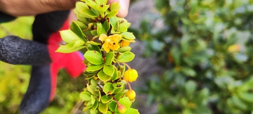 Berberis lutea (Berberis lutea)