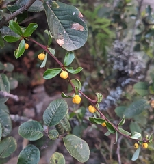 Berberis lutea (Berberis lutea)