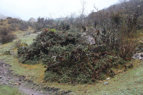 Berberis lutea (Berberis lutea)