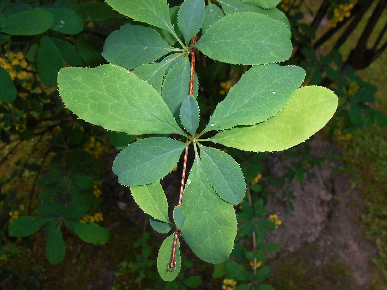 Berberis lycium: Berberys kaszmirski ( Berberis lycium ), Ogród Botaniczny UMCS w Lublinie.
