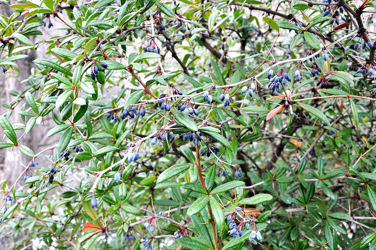 Berberis lycium: Taken in Tbilisi