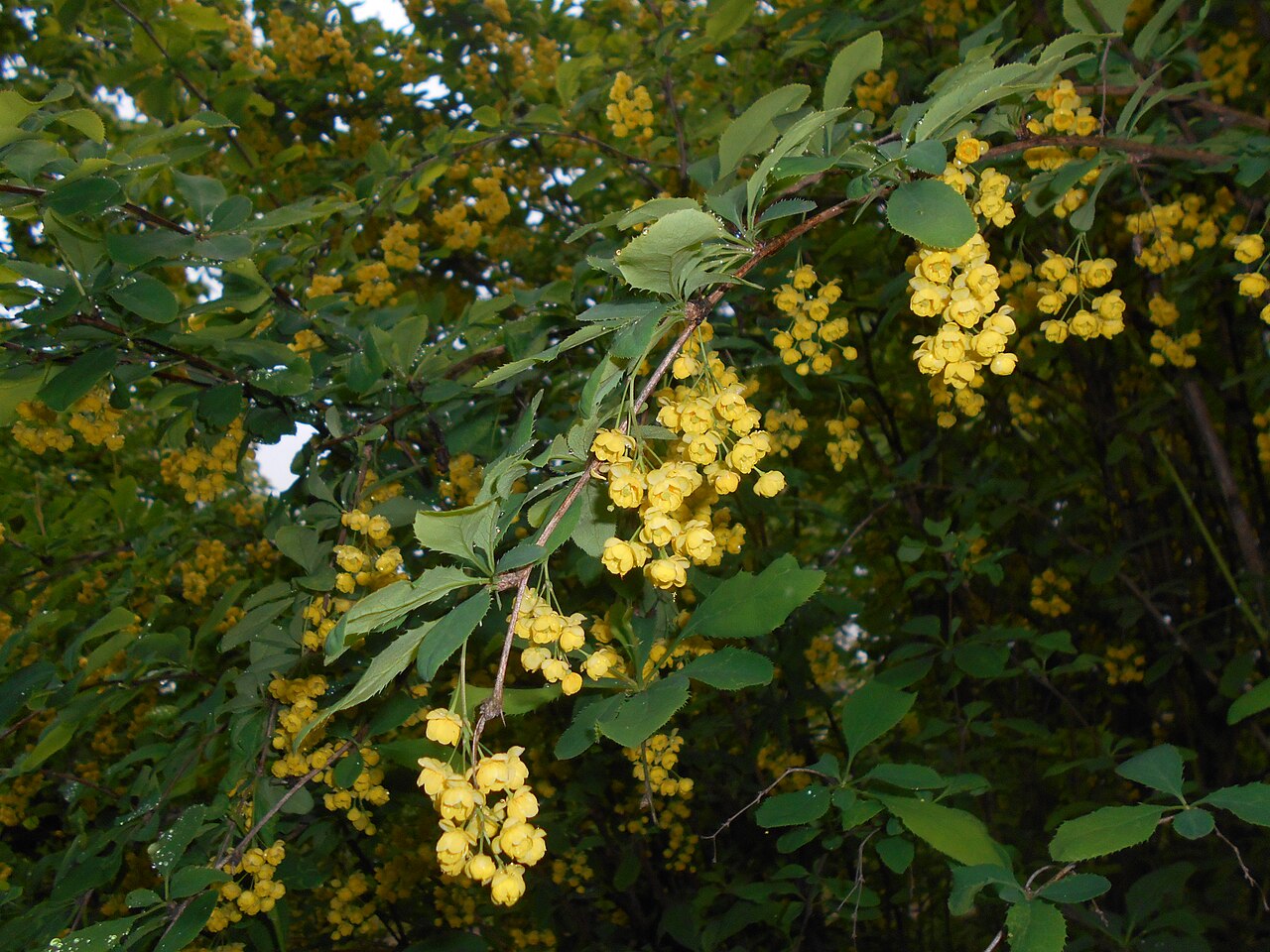 Berberis lycium: Berberys kaszmirski ( Berberis lycium ), Ogród Botaniczny UMCS w Lublinie.