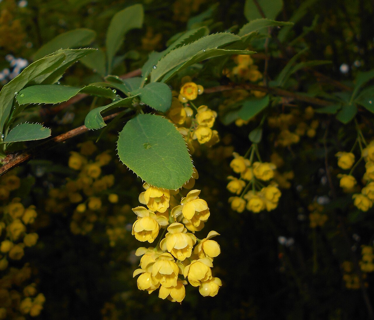 Berberis lycium: Berberys kaszmirski ( Berberis lycium ), Ogród Botaniczny UMCS w Lublinie.
