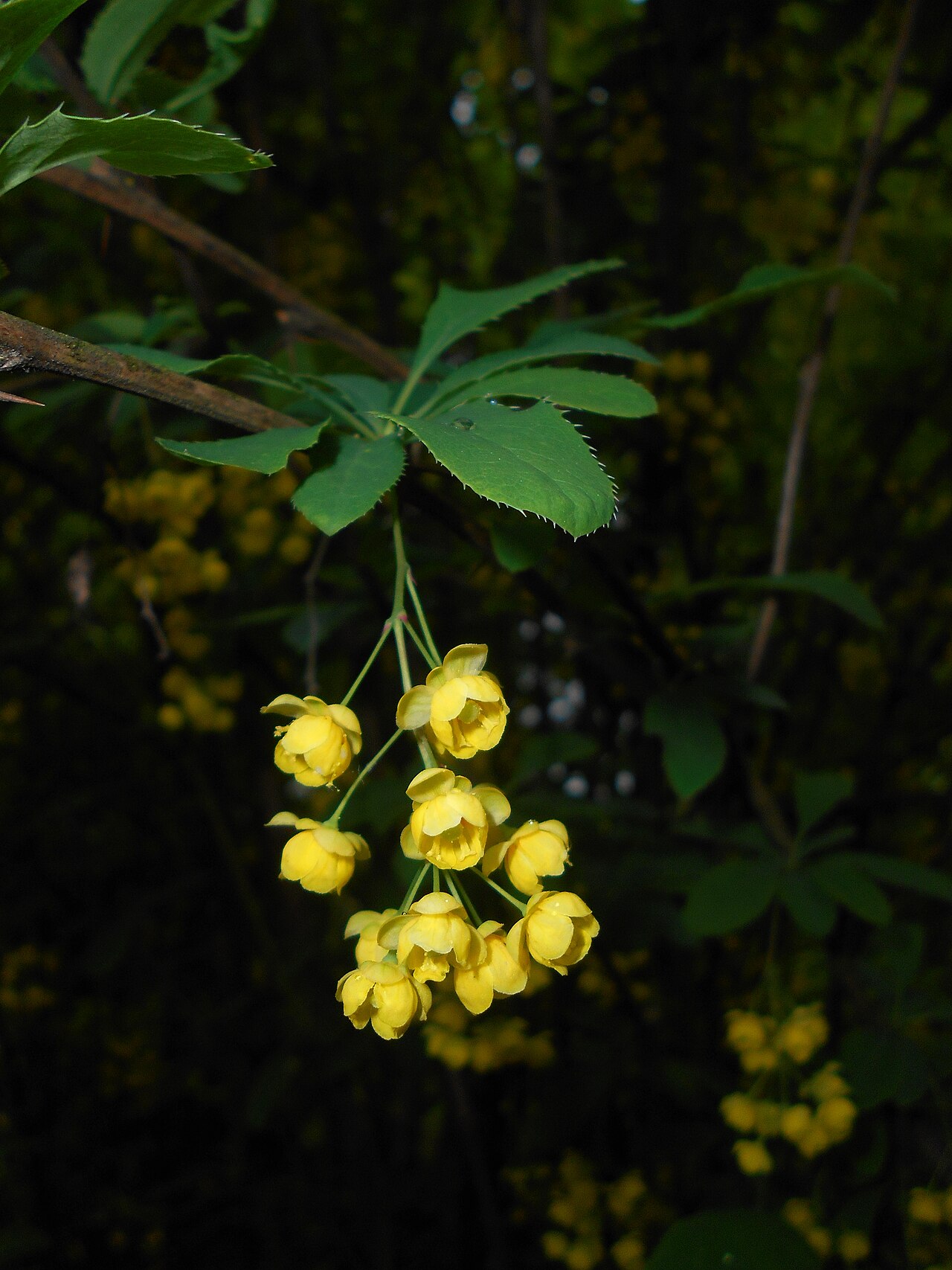 Berberis lycium: Berberys kaszmirski ( Berberis lycium ), Ogród Botaniczny UMCS w Lublinie.