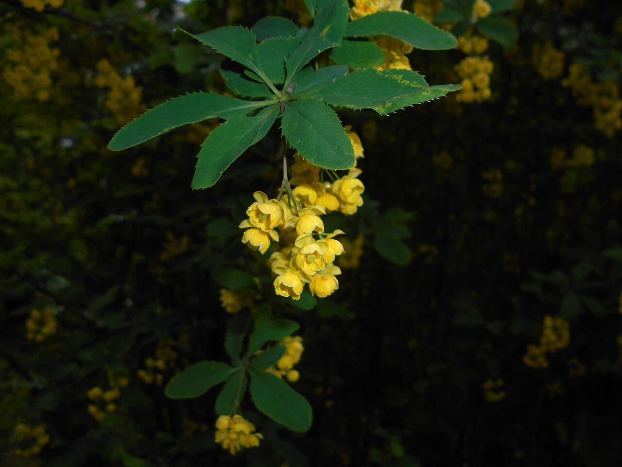 Berberis lycium: Berberys kaszmirski ( Berberis lycium ), Ogród Botaniczny UMCS w Lublinie.