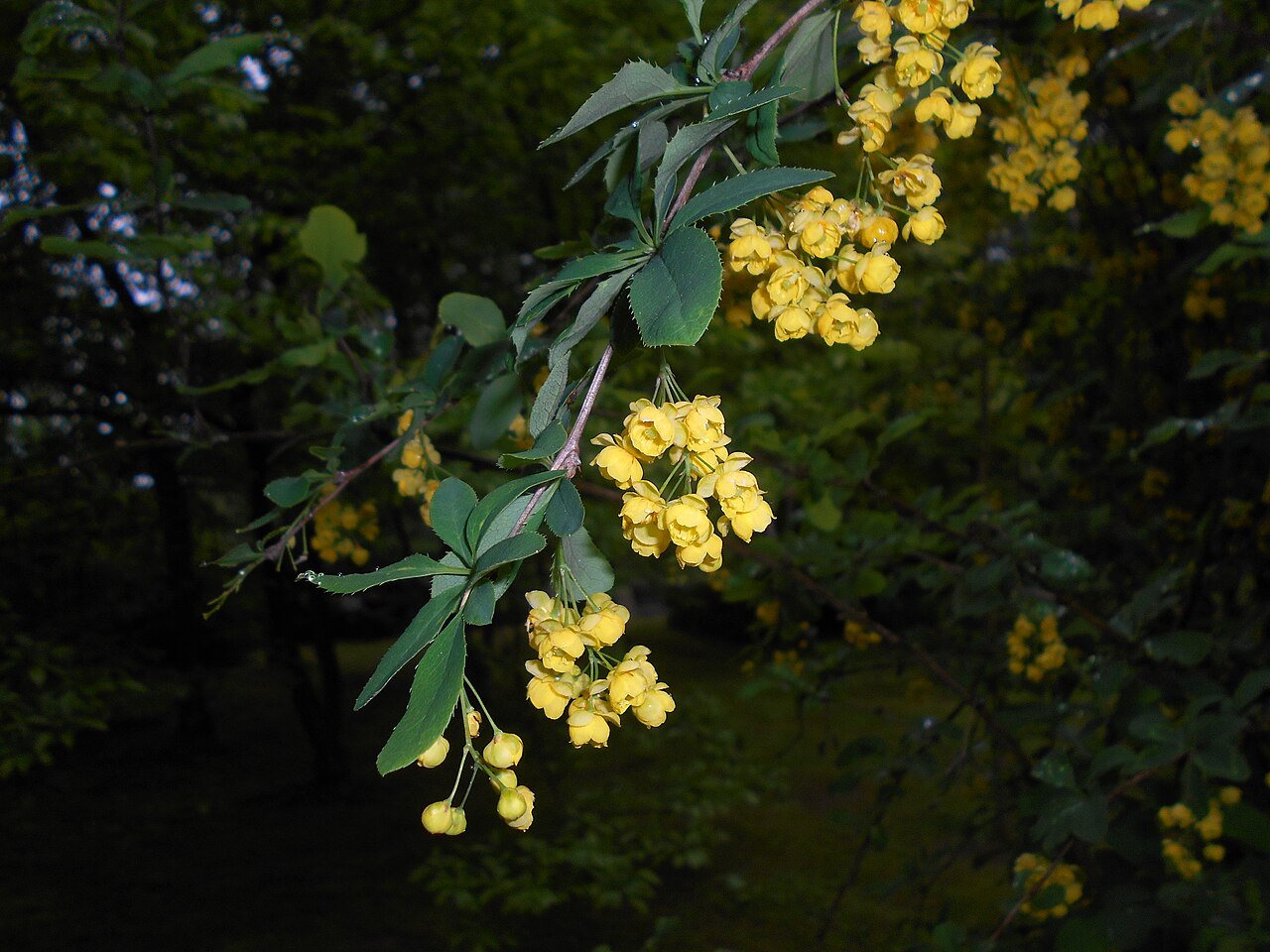 Berberis lycium: Berberys kaszmirski ( Berberis lycium ), Ogród Botaniczny UMCS w Lublinie.