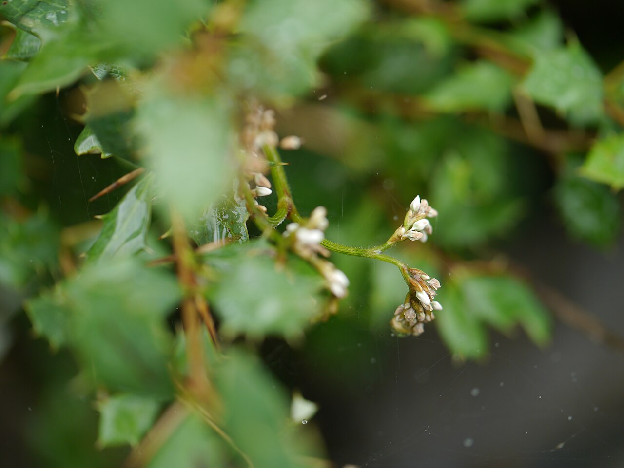 Berberis lycium: ¿ Berberis lycium ?